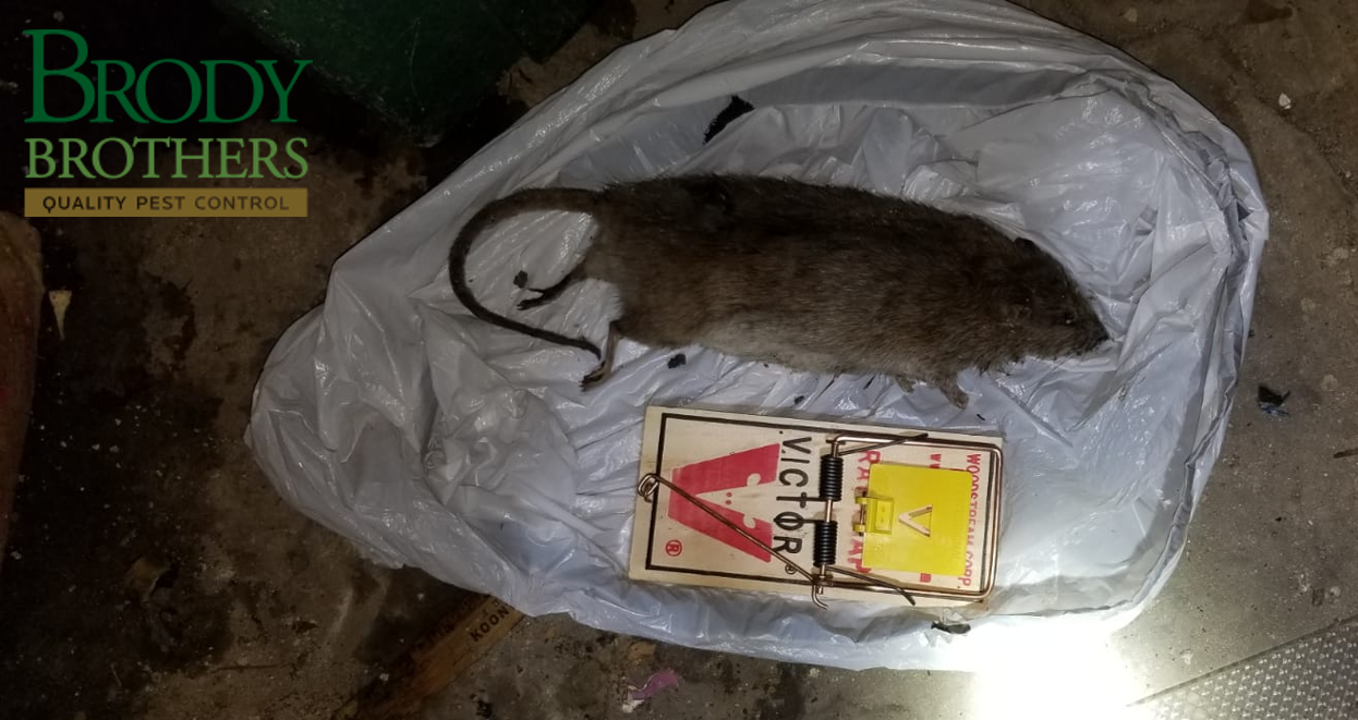 Breaking Down the Biggest Rodent Myths | Mice & Rat Myths