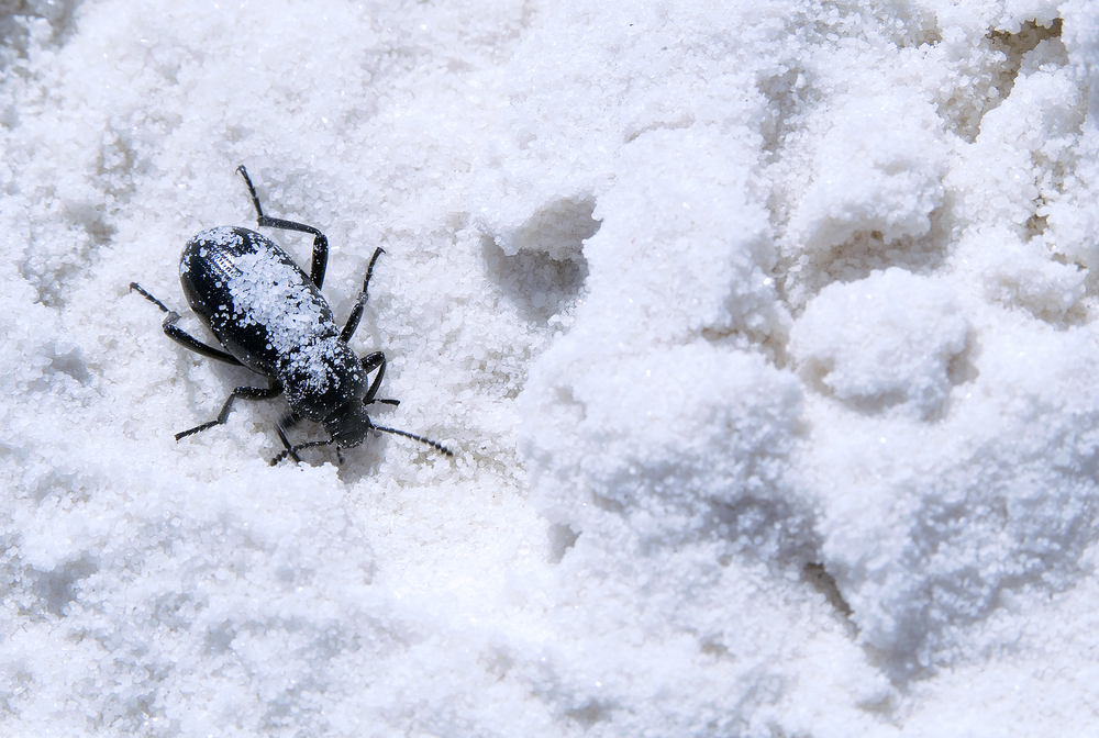 Understanding how insects survive cold temperatures in the winter