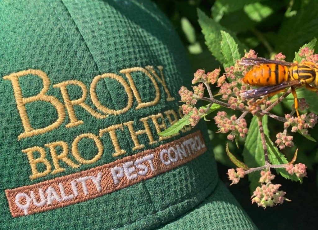 Maryland wasp on a flower near a hat