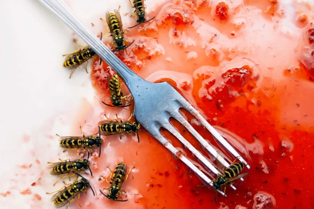 A bunch of wasps enjoying sweet jelly on a plate