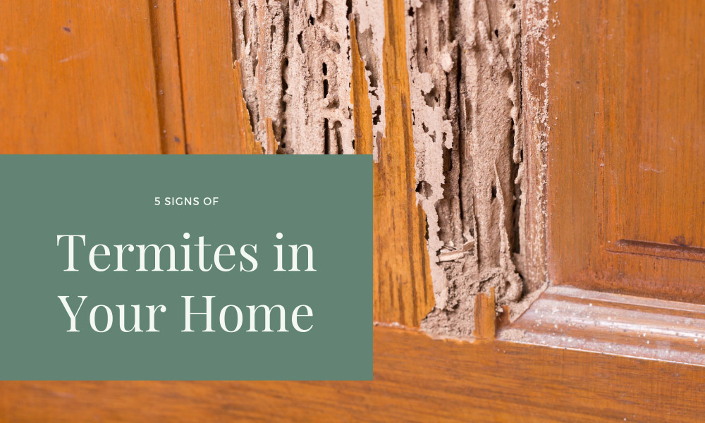 5 Signs of Termites in Your Home