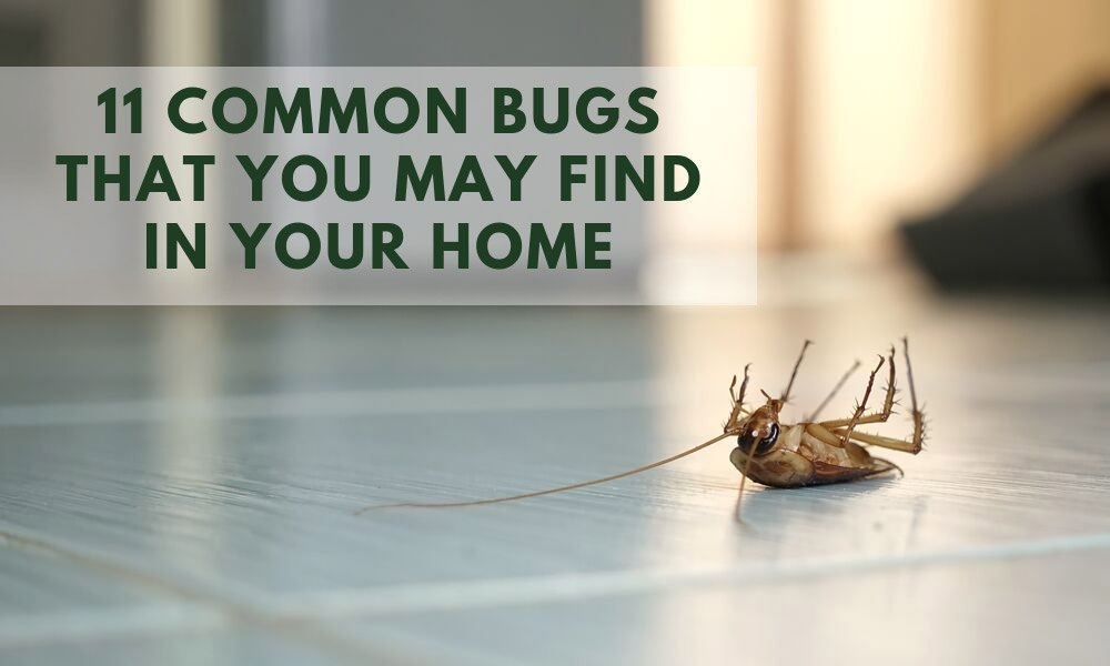 11 Common Bugs That You May Find in Your Home