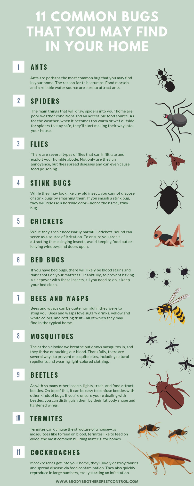 11 Common Bugs That You May Find in Your Home infographic