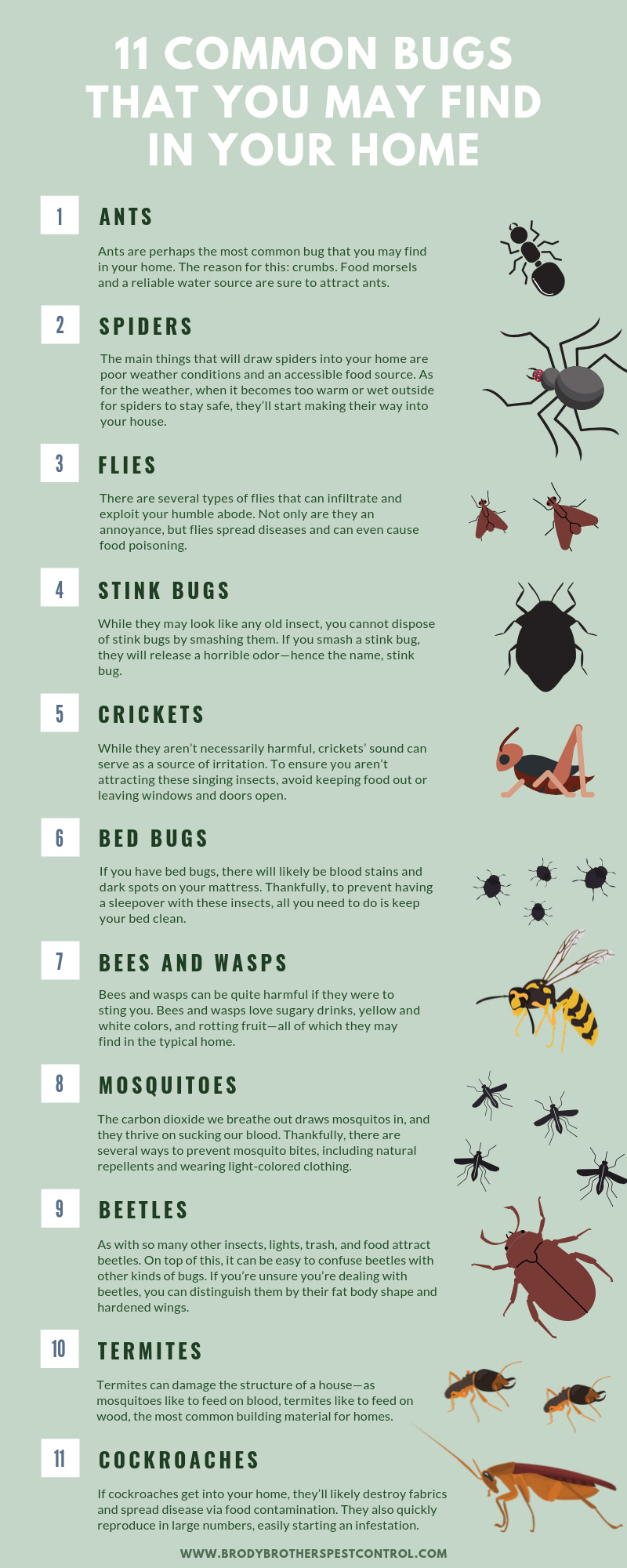 Different Types Of Insects In House At Jett Tishler Blog Different Types Of Insects In House At Jett Tishler Blog