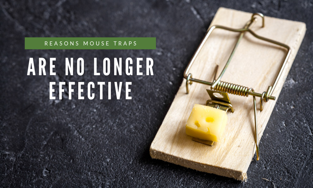 Reasons Mousetraps Are No Longer Effective