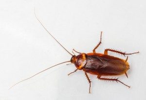 American Cockroach Exterminators