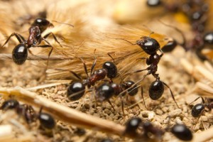 Pavement Ants