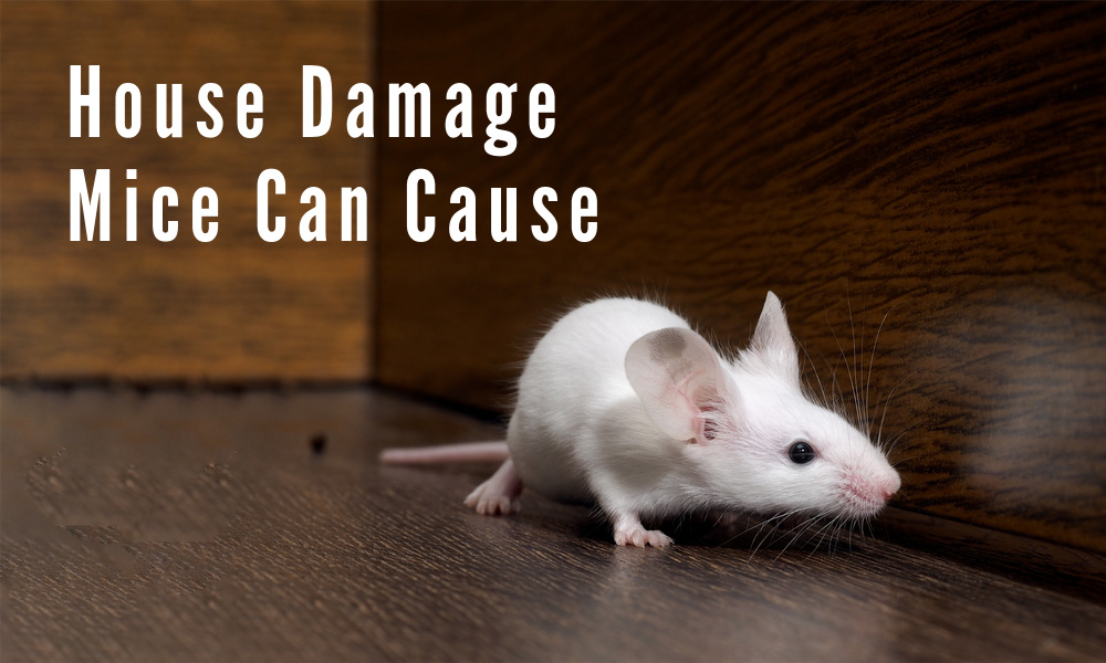 house-damage-mice-can-cause