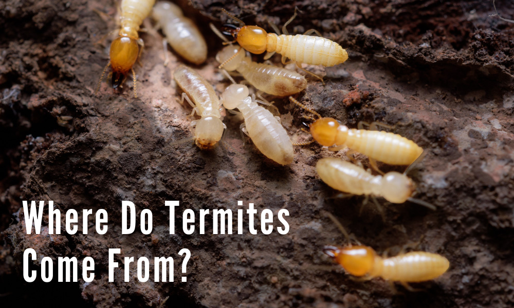 Where Do Termites Come From?