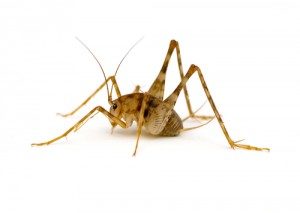 Camel Crickets