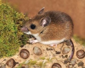 Field Mice Removal
