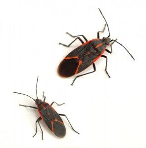 Box Elder Bugs