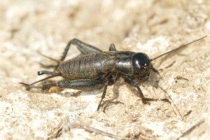 FIeld Crickets