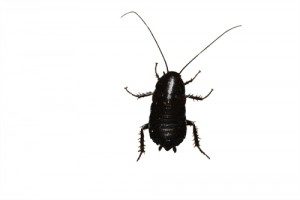 Oriental Cockroach Exterminators