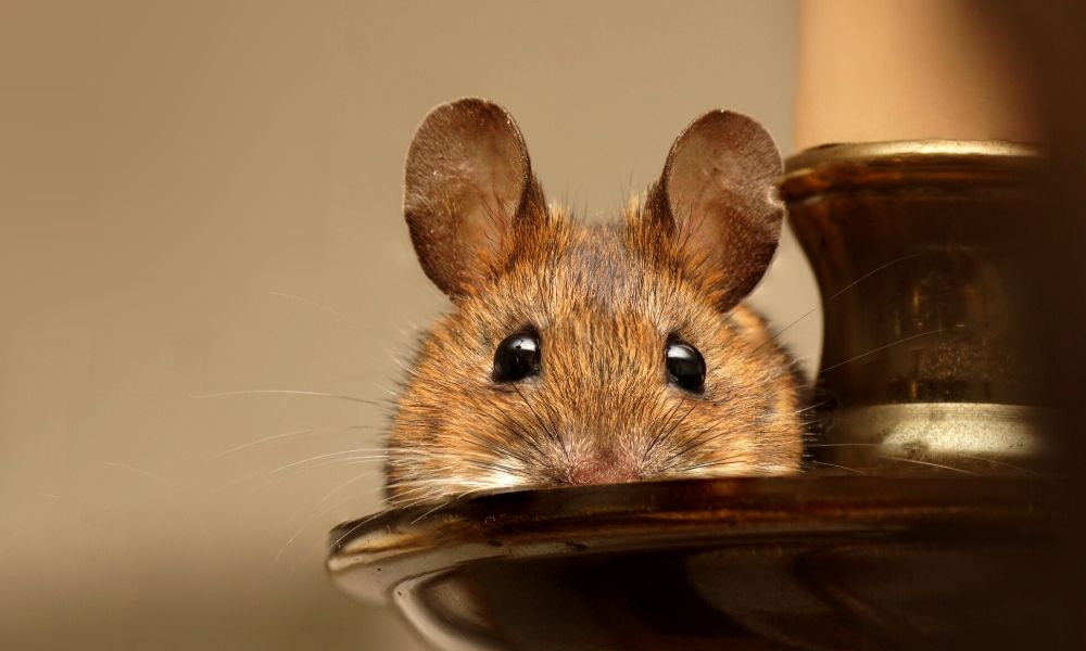 signs of mouse infestation in Maryland