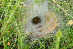 Grass Spiders