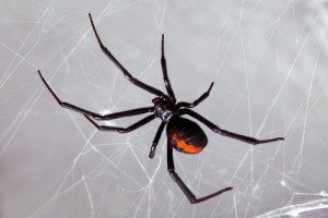 Black Widow Spider