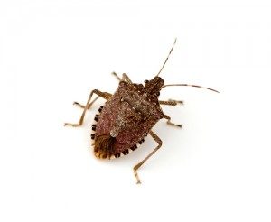 Stink Bugs