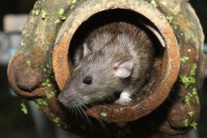 Rat Control & Removal
