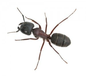 Carpenter Ant Removal