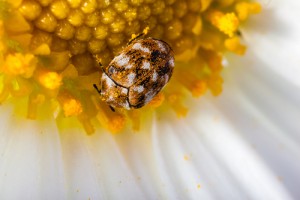 Carpet Beetles