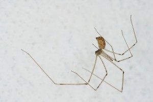 Cellar Spiders