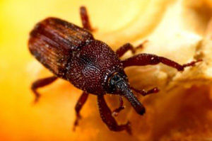 Grain Weevils