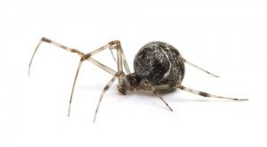 House Spider