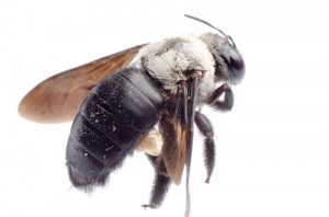 Carpenter Bees