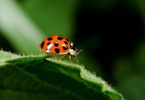 Ladybugs