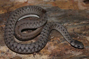 Northern Brown Snake