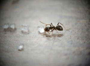 Odorous House Ant Control
