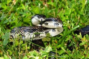 Rat Snake Removal