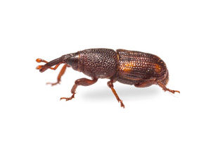 Rice Weevils