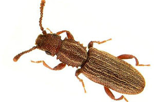 Saw-Toothed Grain Beetle