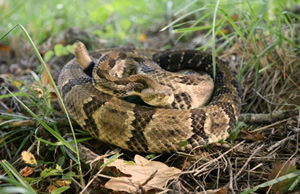 Timber Rattlesnake