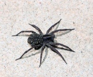 Wolf Spider