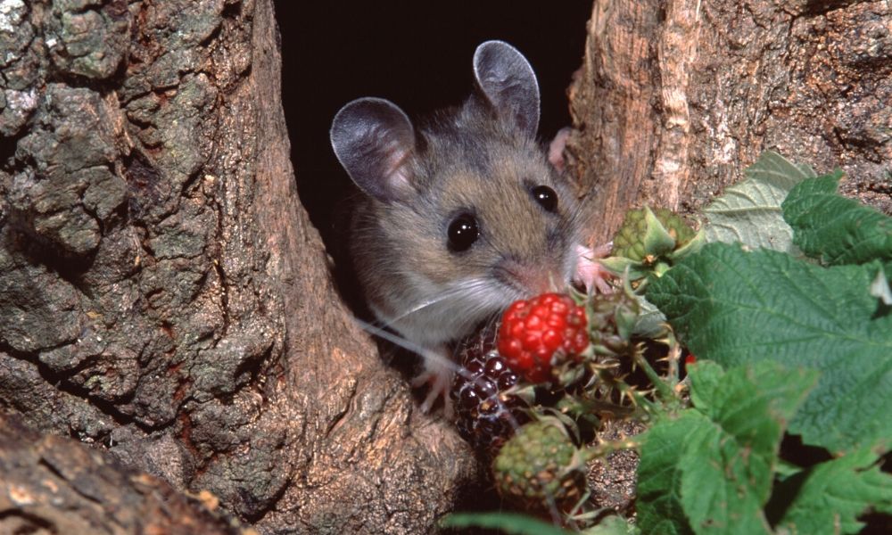 Common Mouse Species in North America