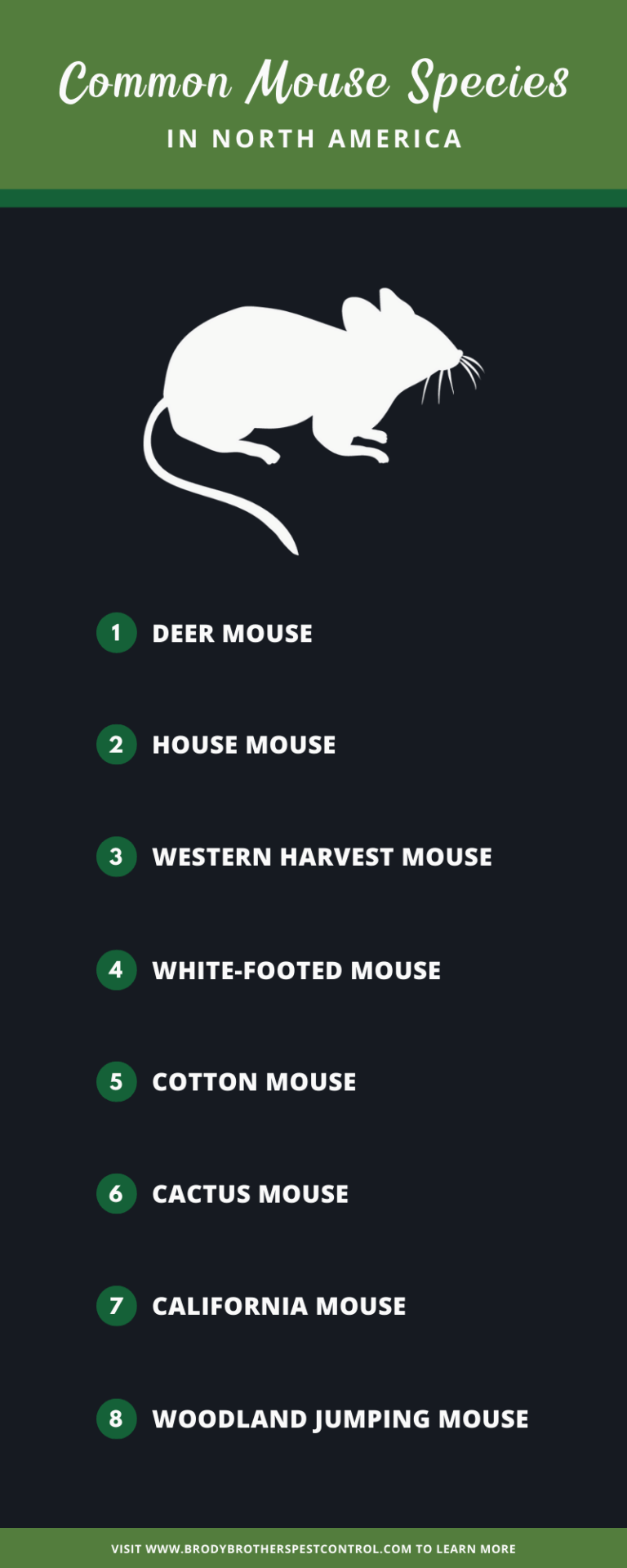 8 Common Mouse Species in the U.S. and Their Unique Traits 🐭