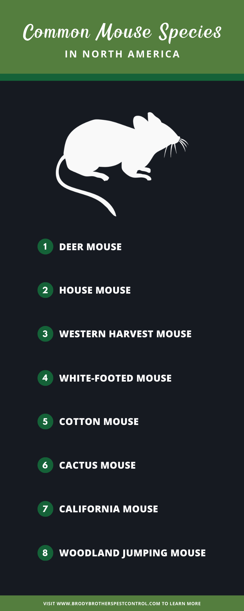 Mouse Species in North America