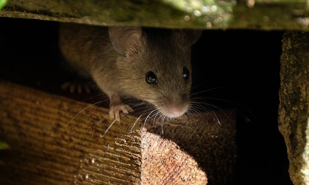 How Do You Know When All the Mice Are Gone?
