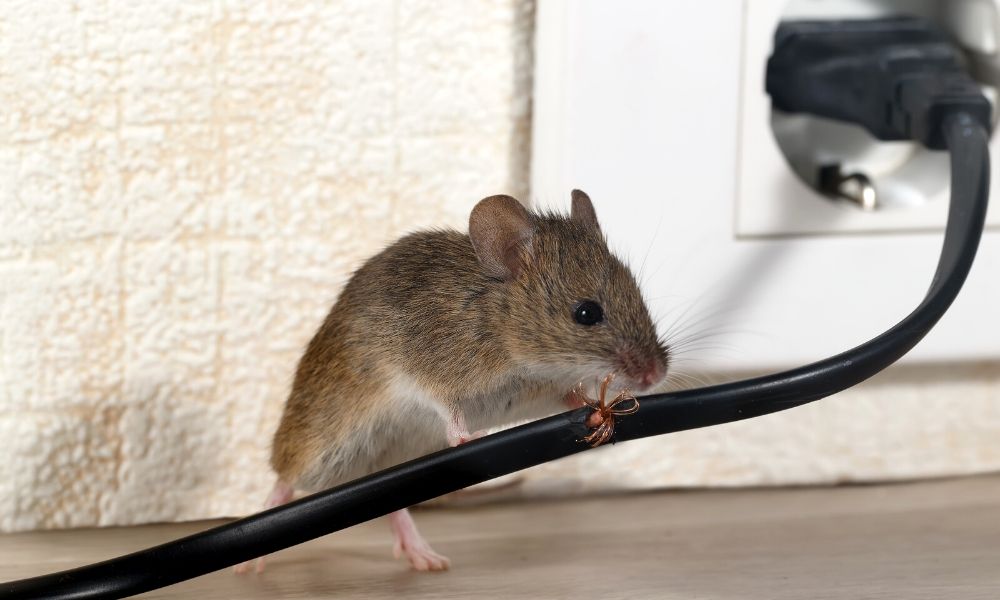 Ways to Prevent Mice from Entering Your Home