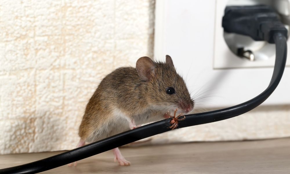 ways-to-prevent-mice-from-entering-your-home