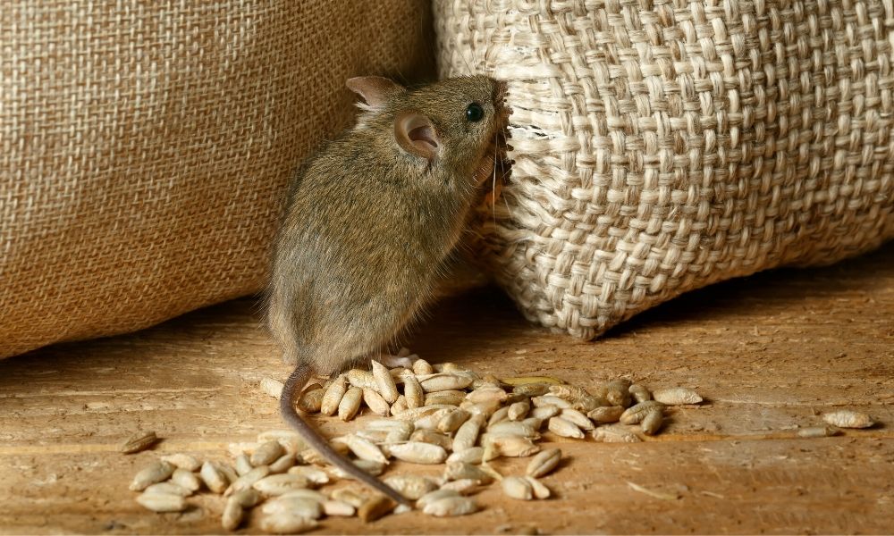 the-most-common-myths-about-mice