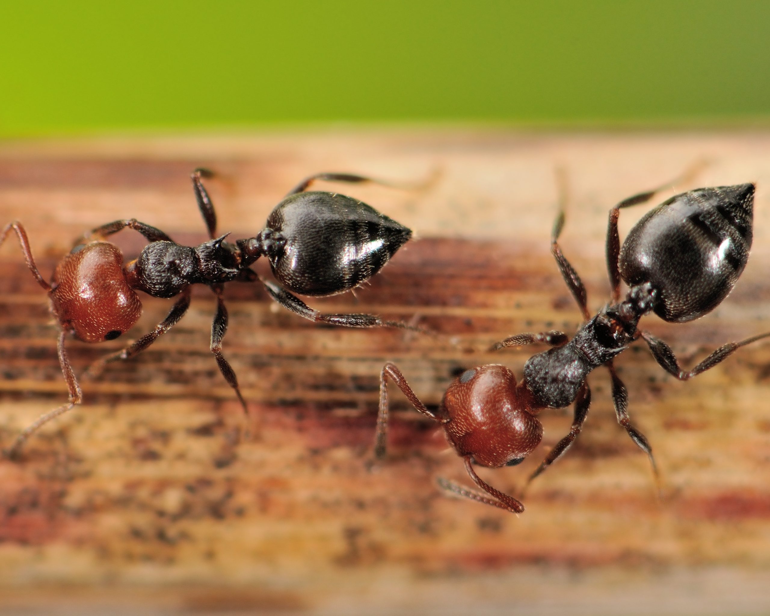 Acrobat Ant Removal