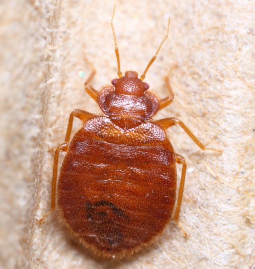 bed-bug-pest-control-maryland