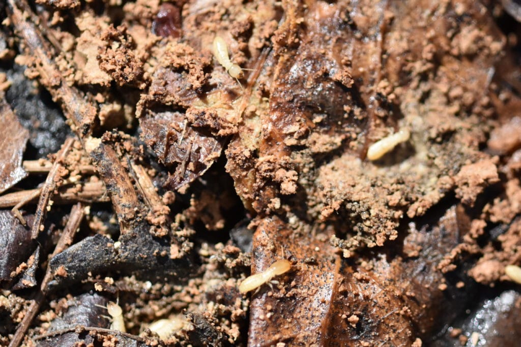 Baltimore Termite Treatment Needed on Wood of Home