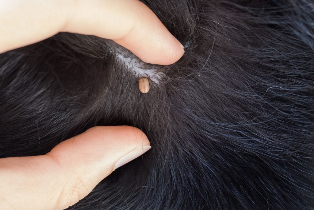 which ticks are dangerous to dogs