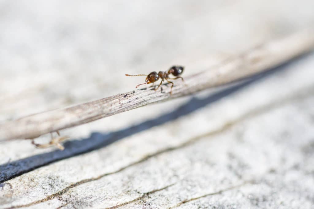 baltimore-ant-infested-house