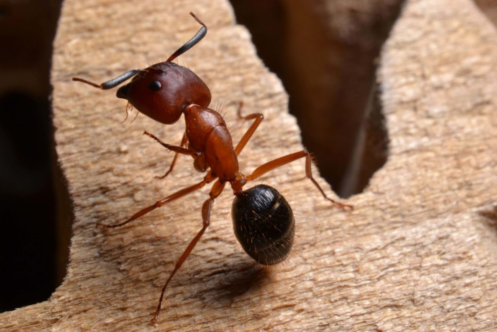 acrobat-ant-infestation-baltimore